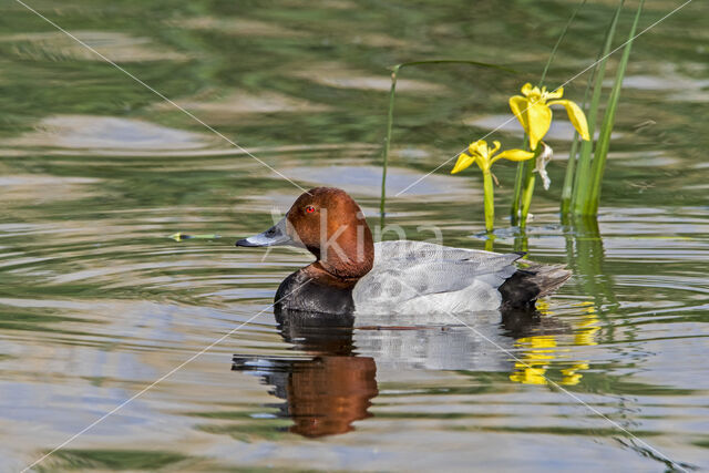 Pochard (Aythya ferina)