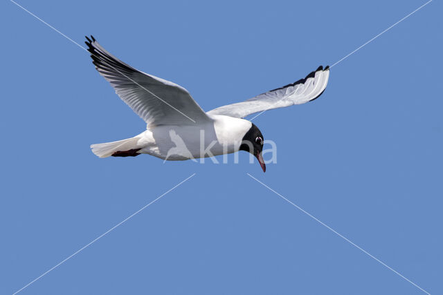 Black-headed Gull (Larus ridibundus)