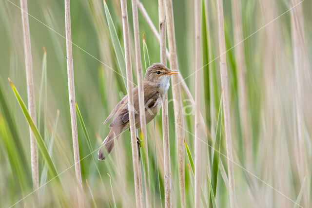 Eurasian Reed-Warbler (Acrocephalus scirpaceus)