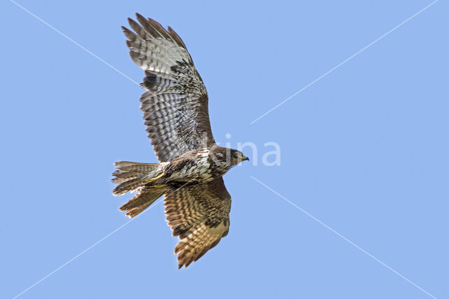 Common Buzzard (Buteo buteo)