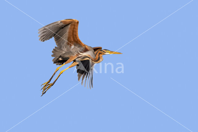 Purple Heron (Ardea purpurea)