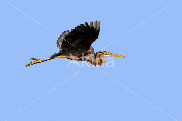 Purple Heron (Ardea purpurea)