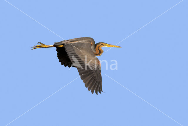 Purperreiger (Ardea purpurea)