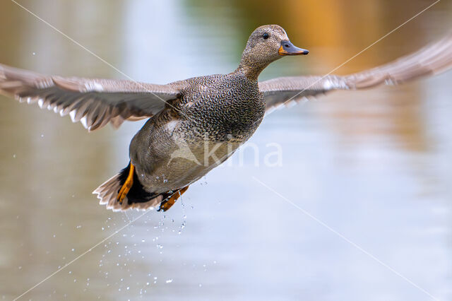 Gadwall (Anas strepera)