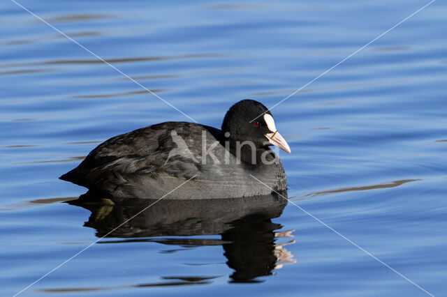 Meerkoet (Fulica atra)