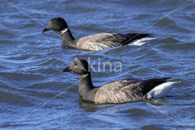 Rotgans (Branta bernicla)