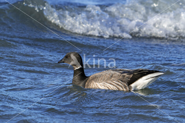 Rotgans (Branta bernicla)