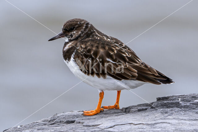 Steenloper (Arenaria interpres)