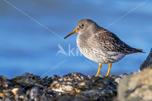 Paarse Strandloper (Calidris maritima)