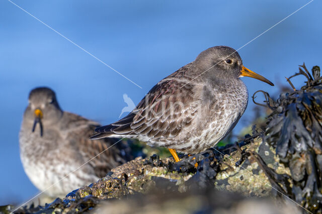 Paarse Strandloper (Calidris maritima)