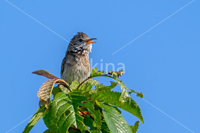 Greater Whitethroat (Sylvia communis)