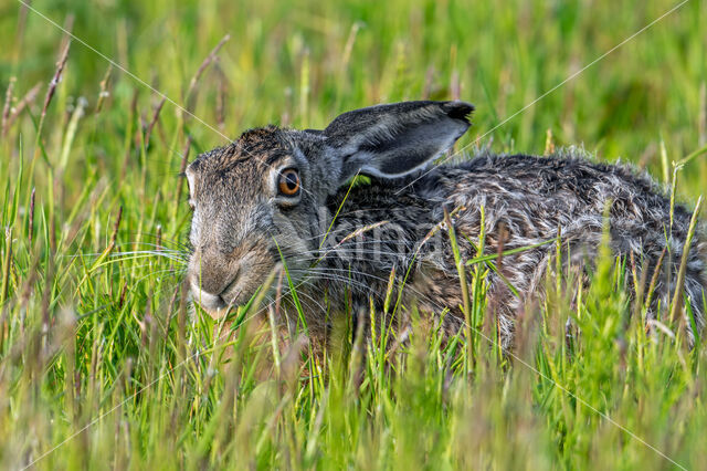 Brown Hare (Lepus europaeus)