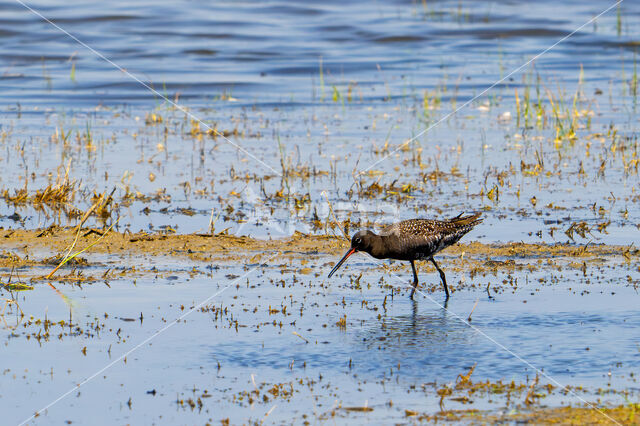 Spotted Redshank (Tringa erythropus)