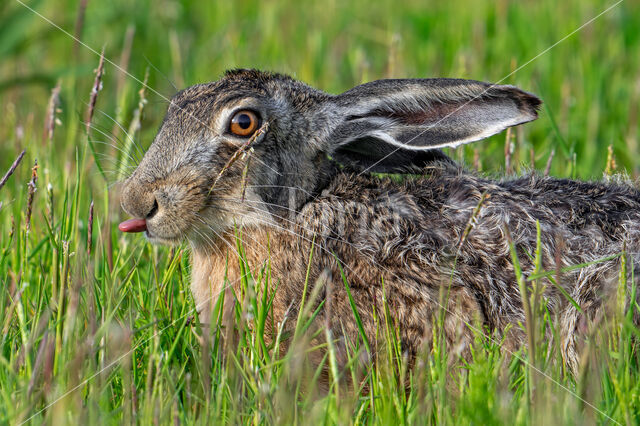 Haas (Lepus europaeus)