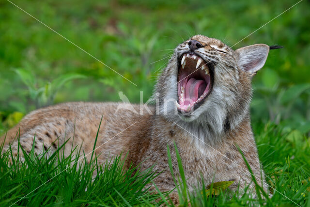 Euraziatische lynx (Lynx lynx)