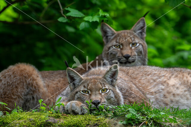 Eurasian Lynx (Lynx lynx)