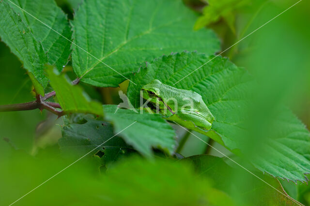 Europese boomkikker (Hyla arborea)