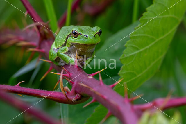 European Tree Frog (Hyla arborea)