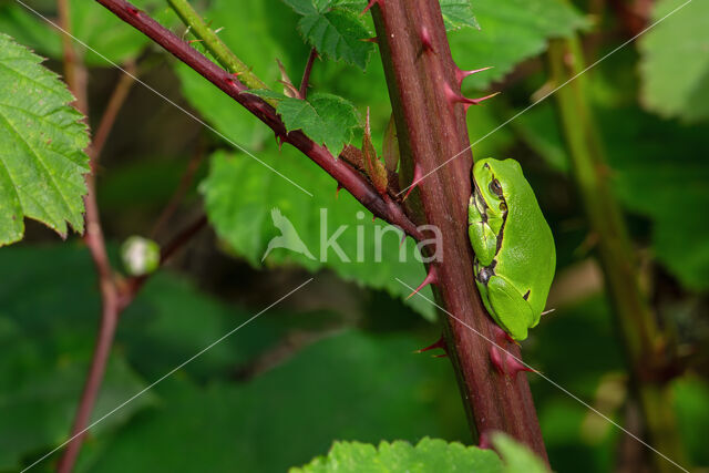 European Tree Frog (Hyla arborea)