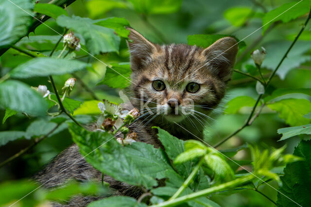 Wildcat (Felis silvestris)