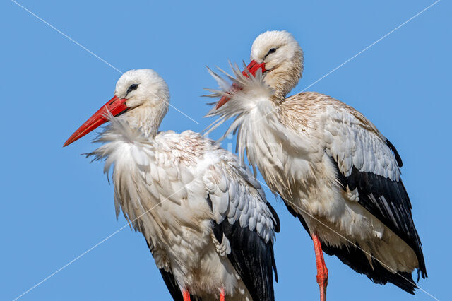 White Stork (Ciconia ciconia)