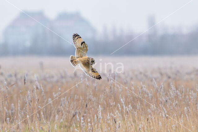 Short-eared Owl (Asio flammeus)