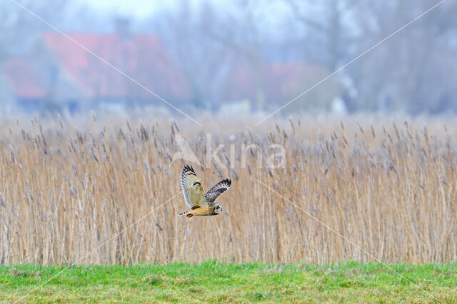 Short-eared Owl (Asio flammeus)