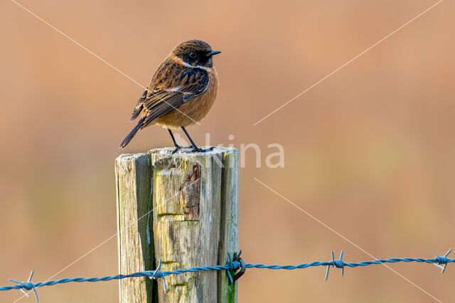 Roodborsttapuit (Saxicola rubicola)