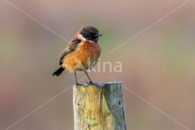 Stonechat (Saxicola rubicola)