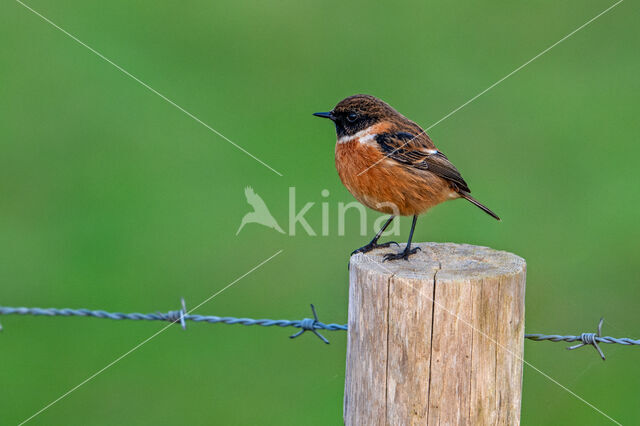 Roodborsttapuit (Saxicola rubicola)