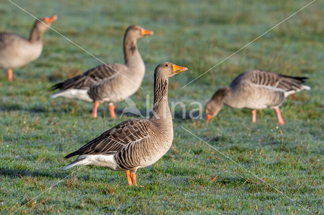 Grey Lag-Goose (Anser anser)