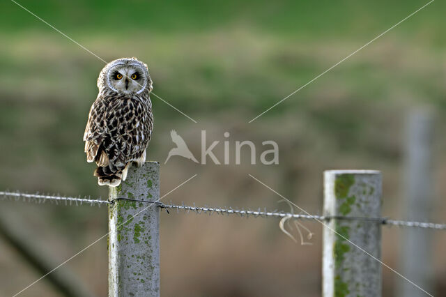 Short-eared Owl (Asio flammeus)