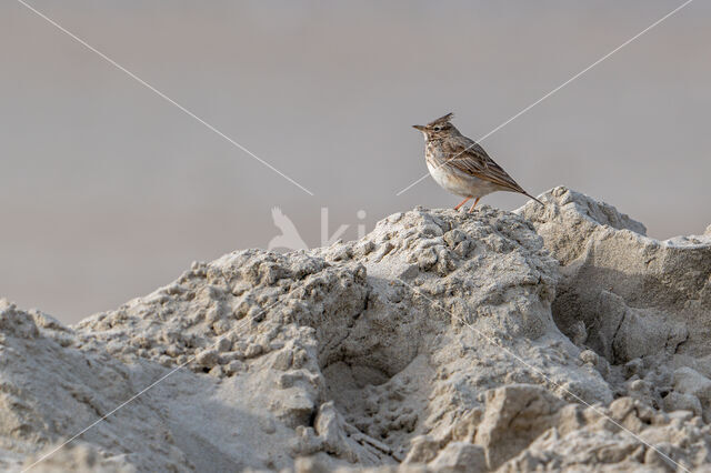 Crested Lark (Galerida cristata)