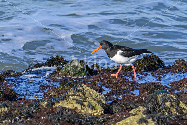 Scholekster (Haematopus ostralegus)