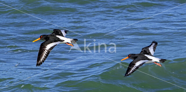 Oystercatcher (Haematopus ostralegus)