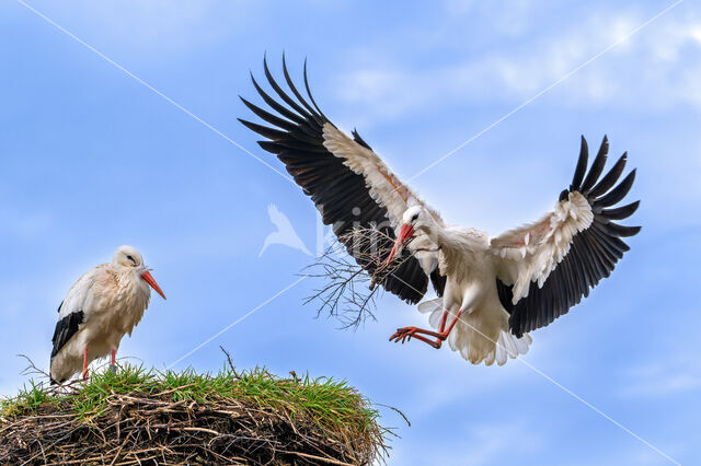 White Stork (Ciconia ciconia)