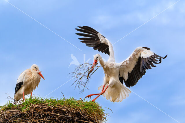 White Stork (Ciconia ciconia)