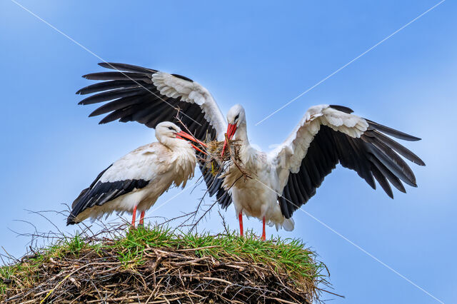 White Stork (Ciconia ciconia)