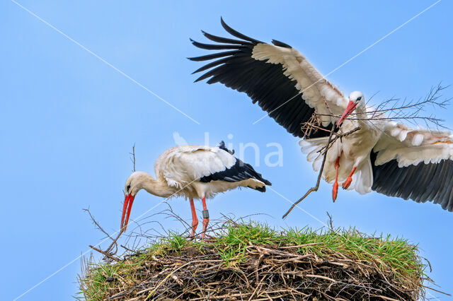 White Stork (Ciconia ciconia)