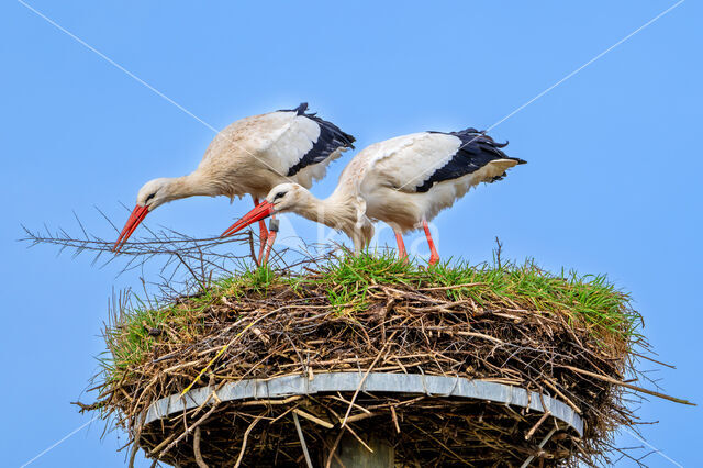 White Stork (Ciconia ciconia)