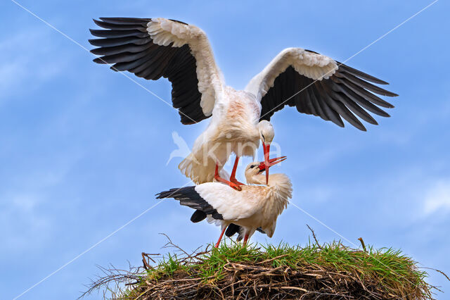 White Stork (Ciconia ciconia)