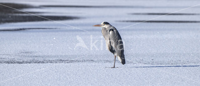 Blauwe Reiger (Ardea cinerea)