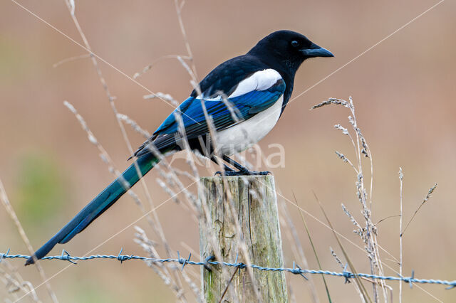 Black-billed Magpie (Pica pica)