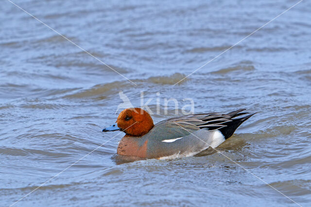 Wigeon (Anas penelope)