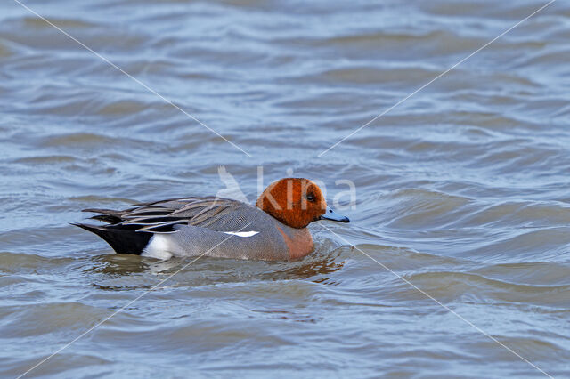 Wigeon (Anas penelope)