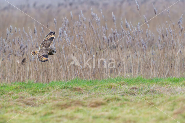 Short-eared Owl (Asio flammeus)