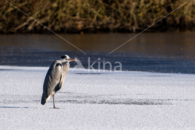 Grey Heron (Ardea cinerea)