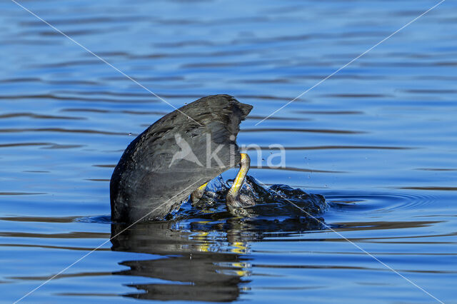 Common Coot (Fulica atra)