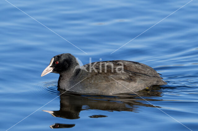 Meerkoet (Fulica atra)