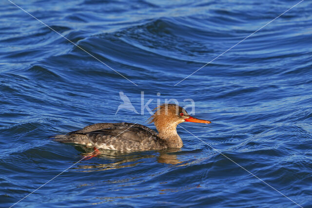 Red-brested Merganser (Mergus serrator)